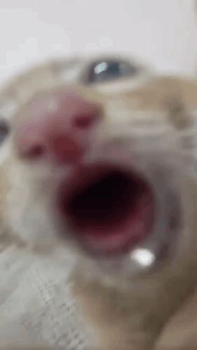 a close up of a cat yawning with its mouth open