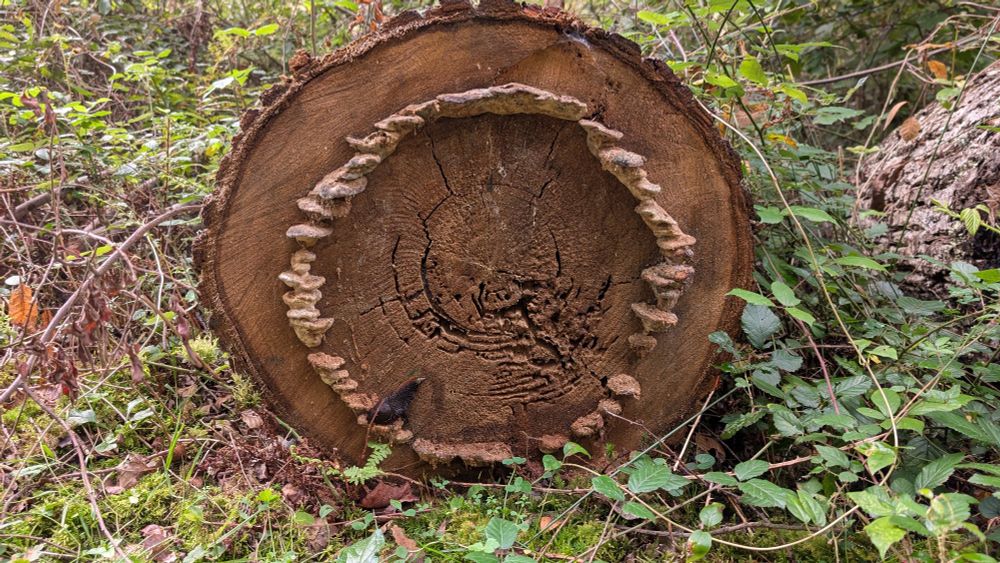 A round tree trunk with a circle of small mushrooms about 3 inches from the edge. A black slug is climbing up at the 7 o'clock position 