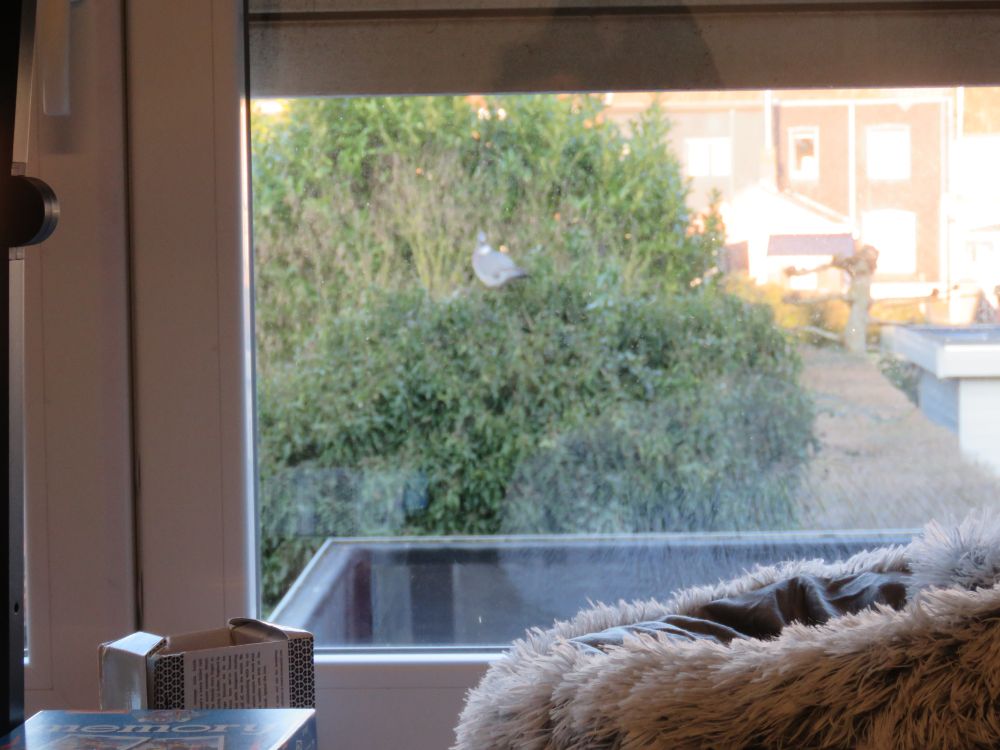 window from the inside, pet pillow laying in front of it. vague shape of bird in the distance outside, sitting in the green hedge. 