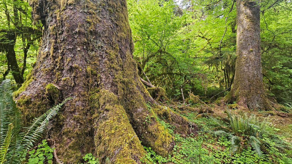the base of a massive spruce