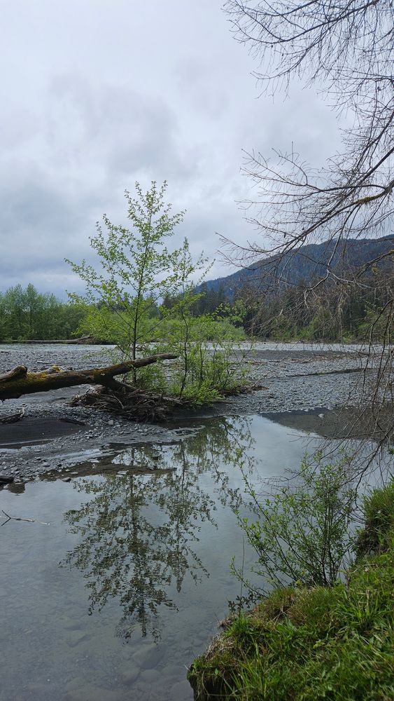 an alder growing out of a gravel bar in the Hoh River, reflected in an eddy pool