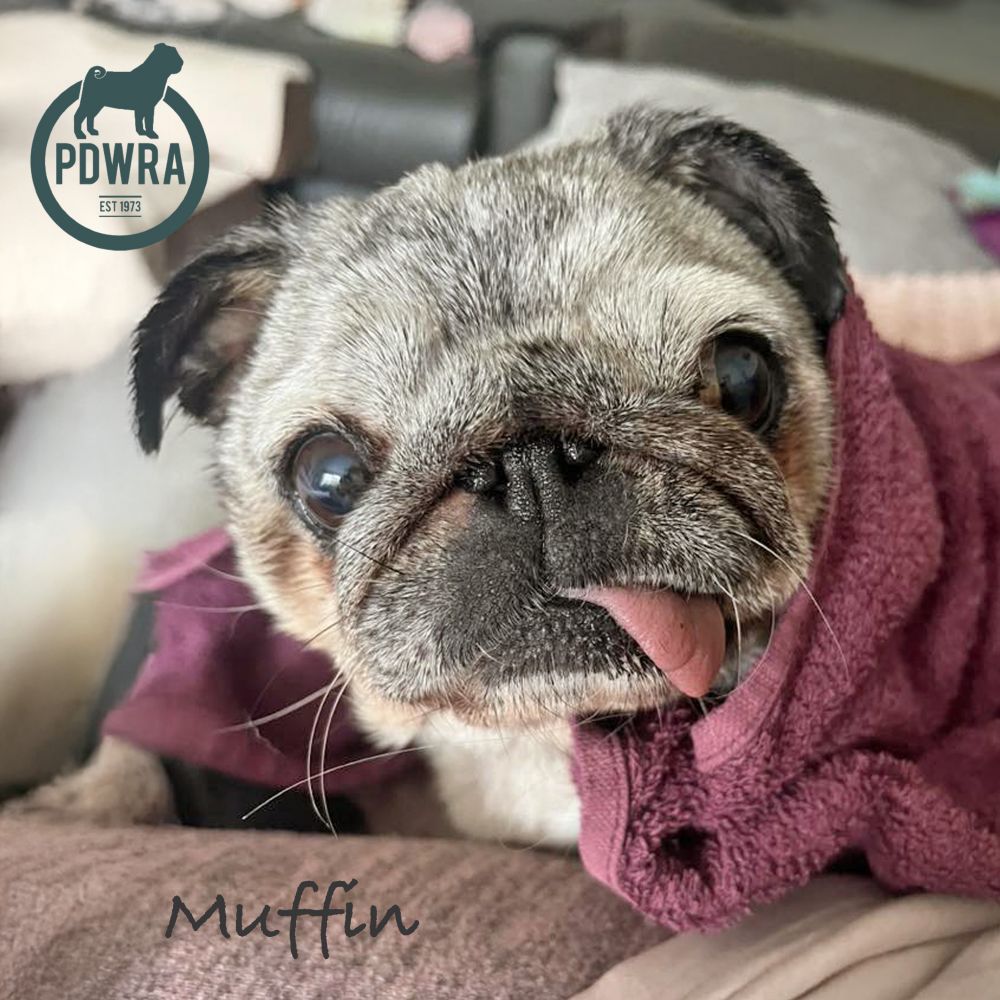 The beautiful older pug Muffin, another winner from our National Pug Day competition!