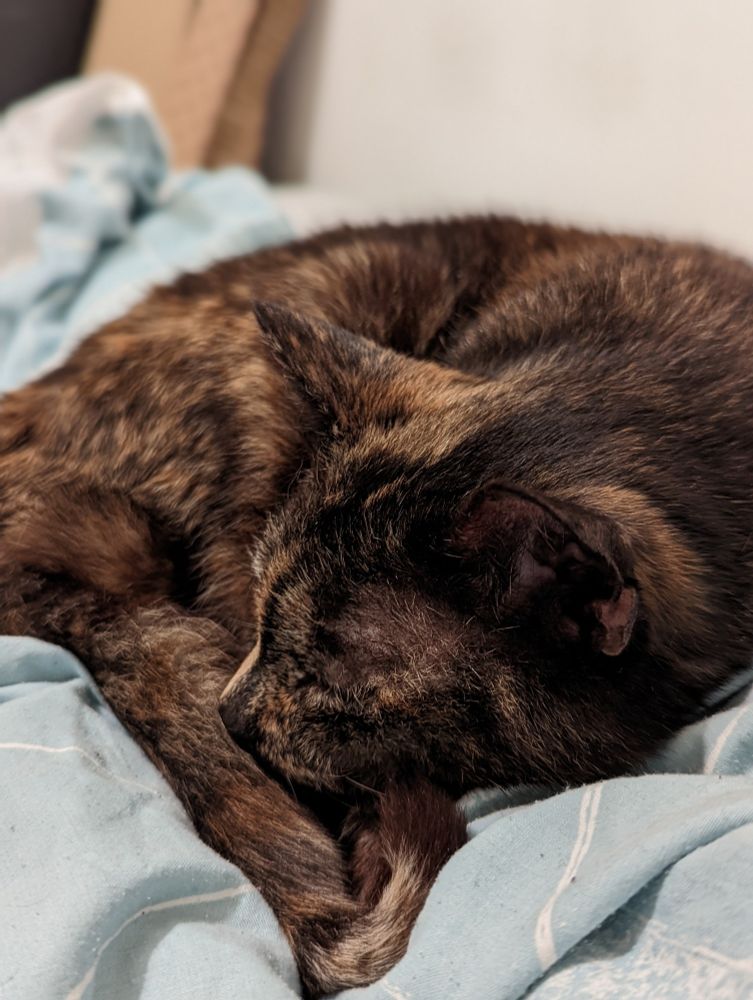 A tortoiseshell cat curled up on a light blue duvet sleeping. Her little nose is resting on her tail