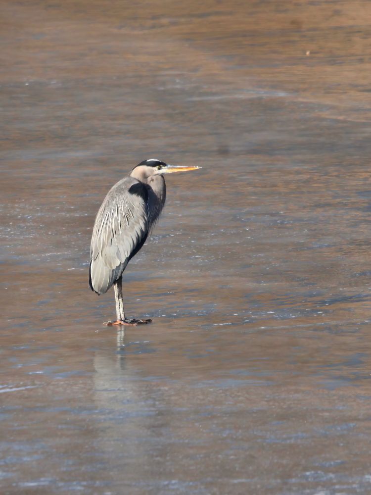 Great blue heron standing on frozen lake surface. Neck is tucked down close to body. It is looking from left to right. 