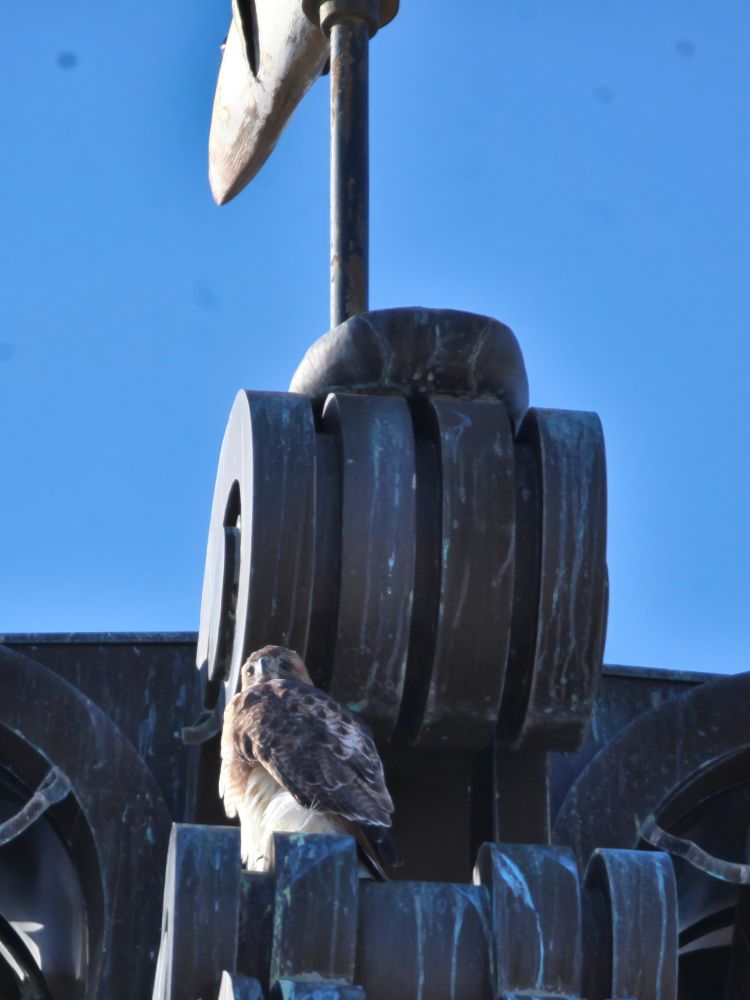 Red-tailed hawk sitting on top of the Monroe County courthouse in Bloomington, Indiana. The sky is cloudless, blue. The bird is sitting under the fish-shaped weathervane. 
