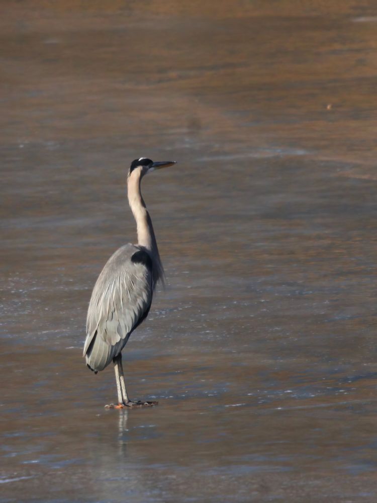 Great blue heron standing on frozen lake surface. Neck is stretched vertically. It is looking from left to right. 