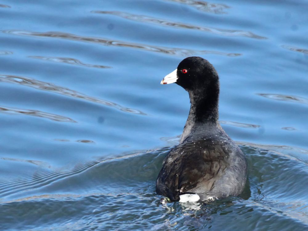 American coot (chicken-like water bird, black with red eyes and white bill) swimming on the surface of a pond. 
