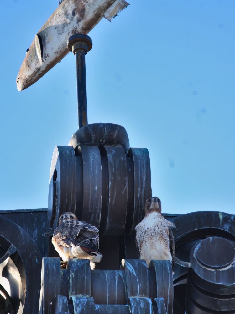 A pair of red-tailed hawks sitting on top of a building under a fish-shaped weathervane. Cloudless blue sky in the background. 