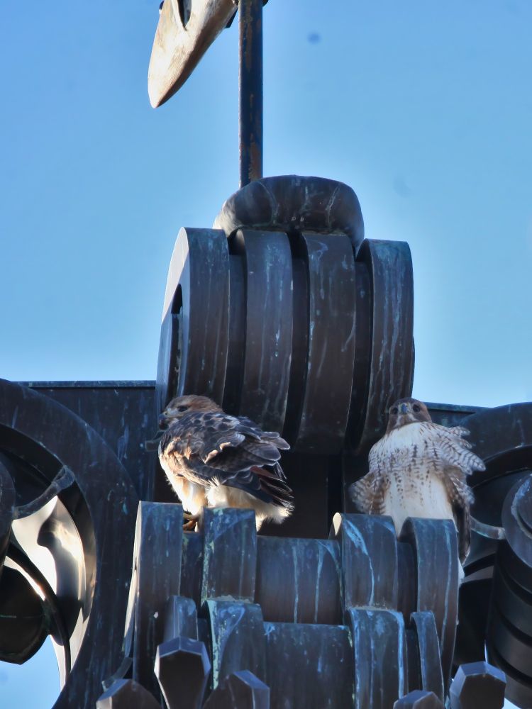 A pair of red-tailed hawks sitting on top of a building under a fish-shaped weathervane. Cloudless blue sky in the background. 