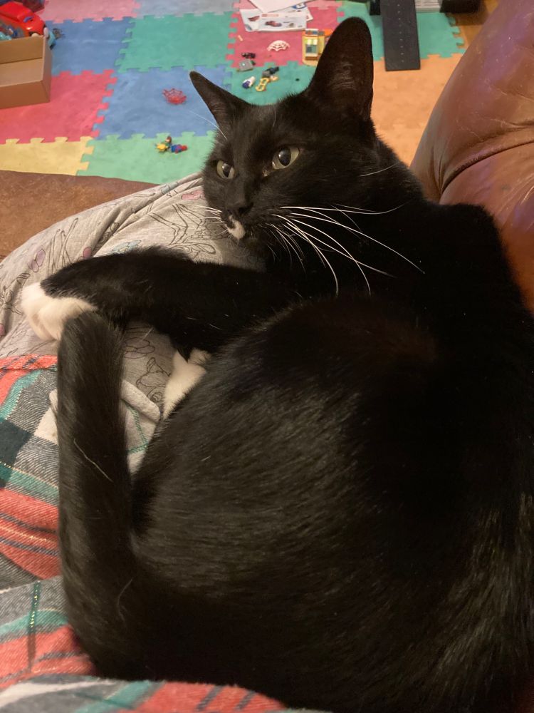 A black cat with white paws curled up on a lap