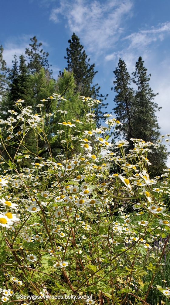 Chamomile with evergreen trees in the background and blue sky with whispy clouds.