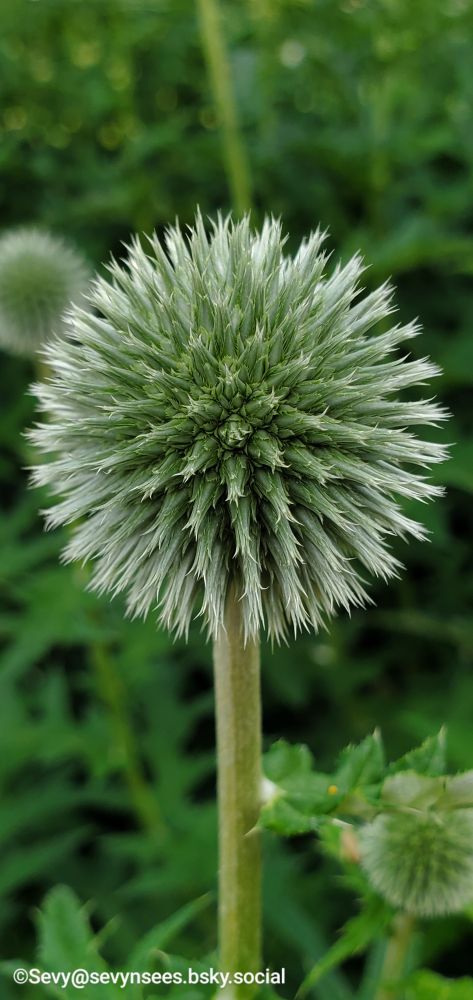 Globe thistle flower.