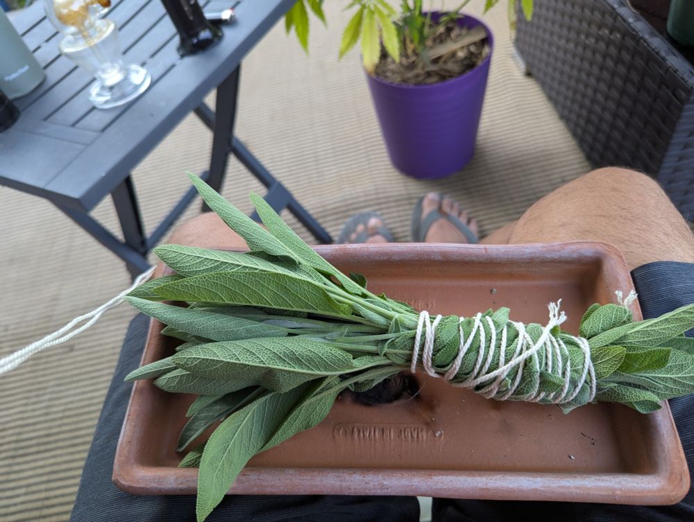 Fresh bundle of sage, ready to dry for burning later. 