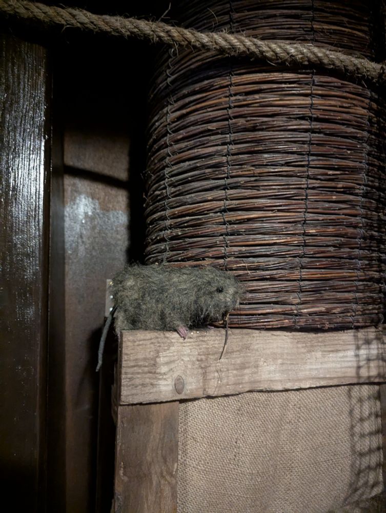 A rat in the hold of a Spanish galleon
