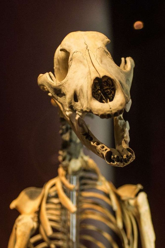 A happy dog skeleton