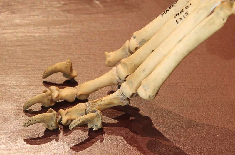 A dog's foot (skeletal edition) with missing phalanges.