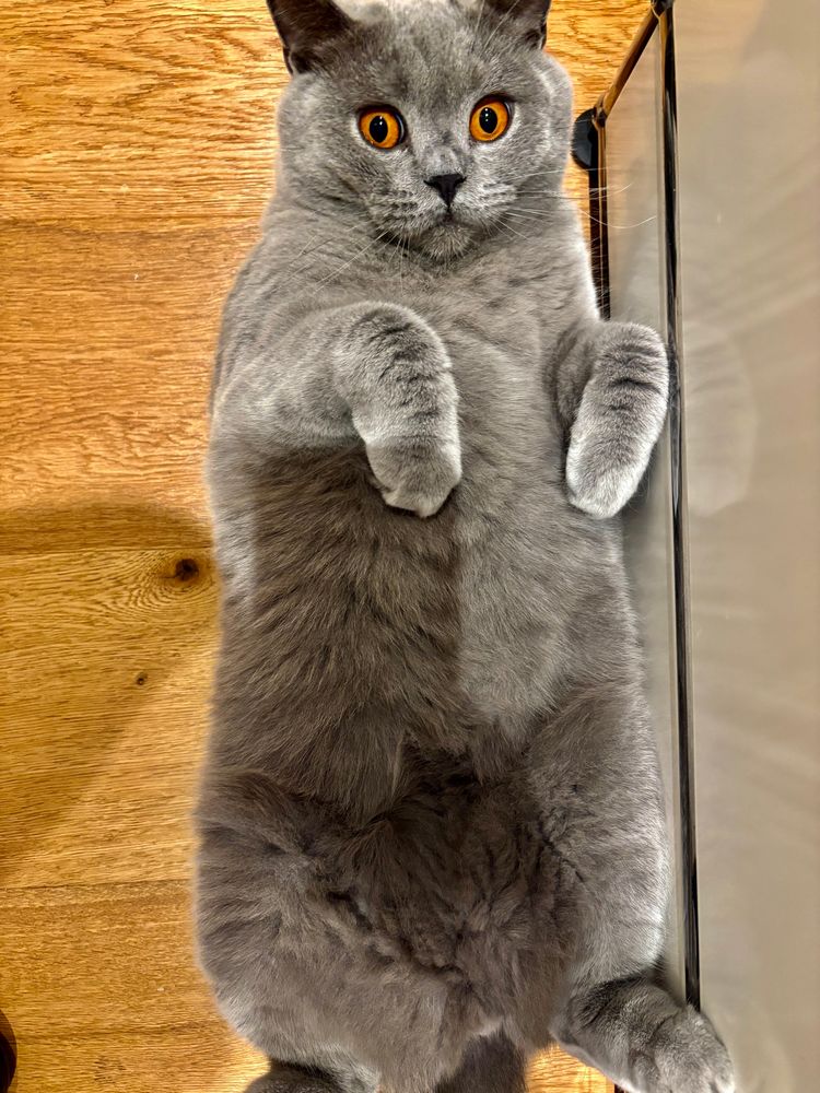 Kleiner grauer Kater auf dem
Rücken auf dem
Holzboden. Neben ihm ein Regal, unter dem er am fischen war. Blick leicht erschrocken.