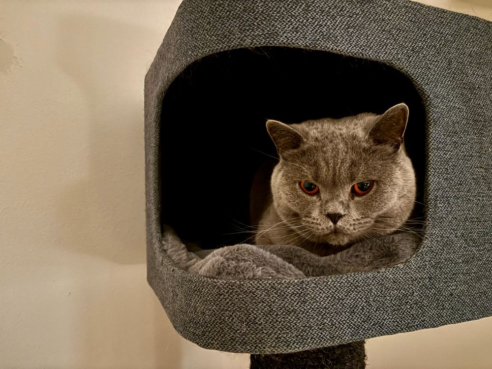 Grauer Kater in grauer Höhle eines Kratzbaumes. Blick nachdenklich gelangweilt. Nicht direkt in die Kamera blickend. 