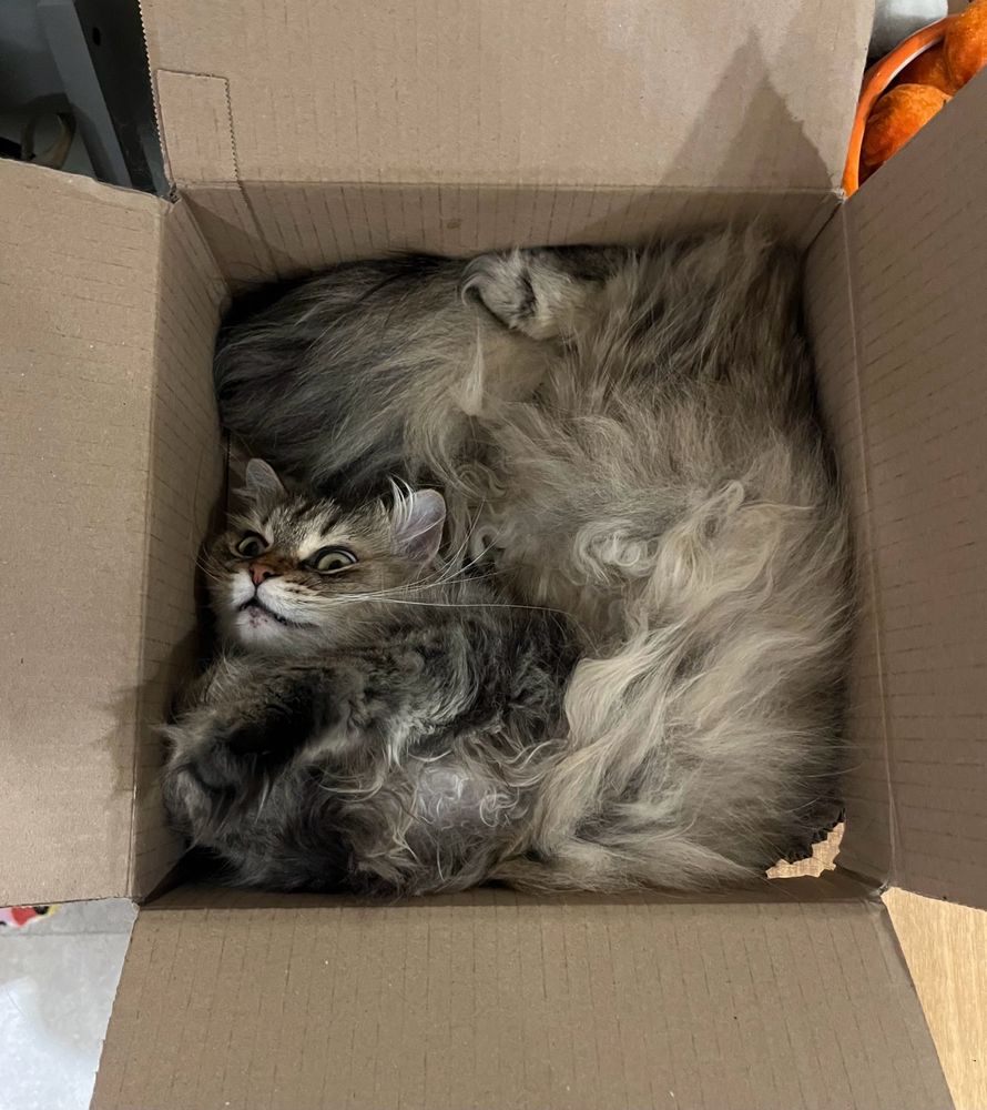 A long haired cat lying upside down in a cardboard box in a pretzel shape