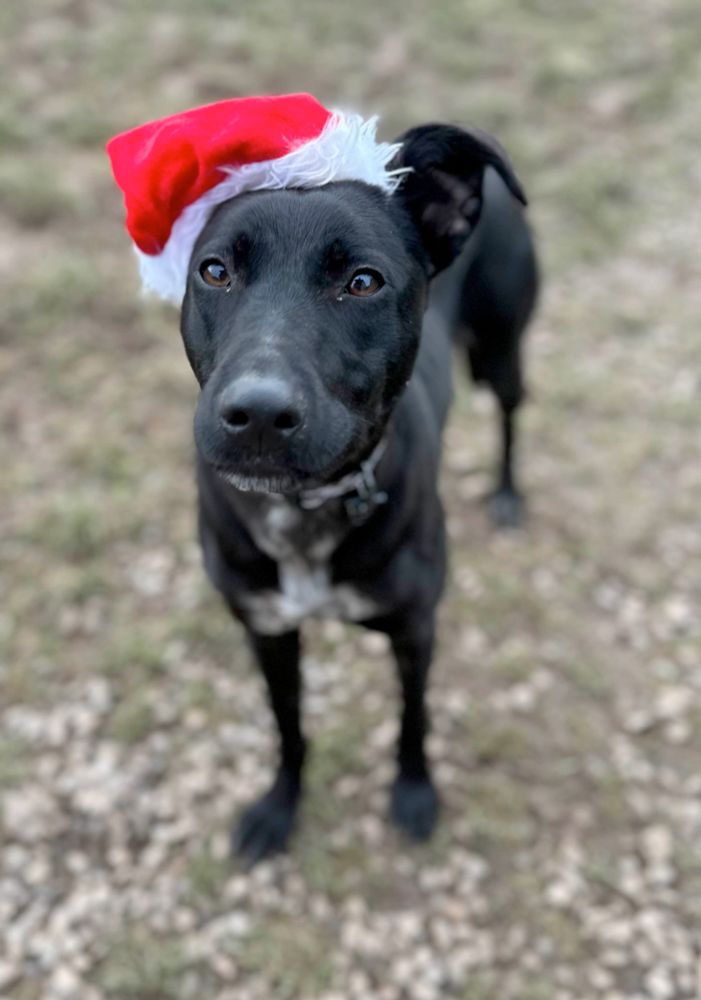 photograph of a black collie-lurcher wearing a santa hat