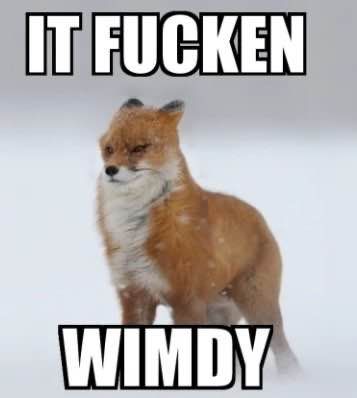 meme image of a windblown fox, with text saying "it fucken wimdy"