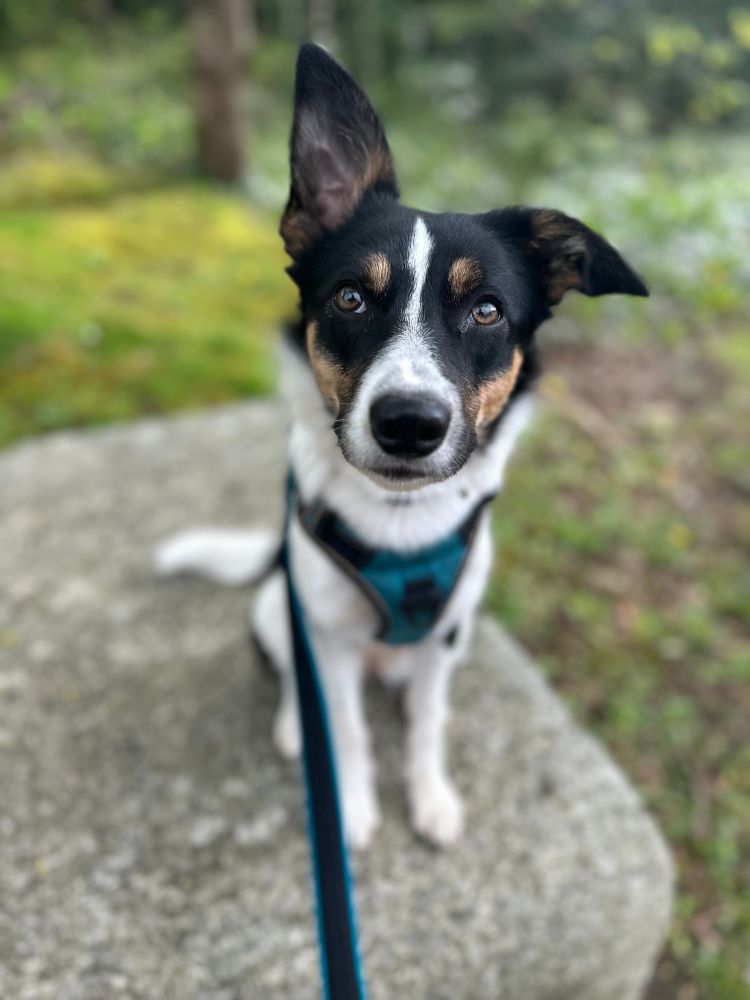 a young collie. she is sitting on a rock with one ear relaxed and one ear cocked.
