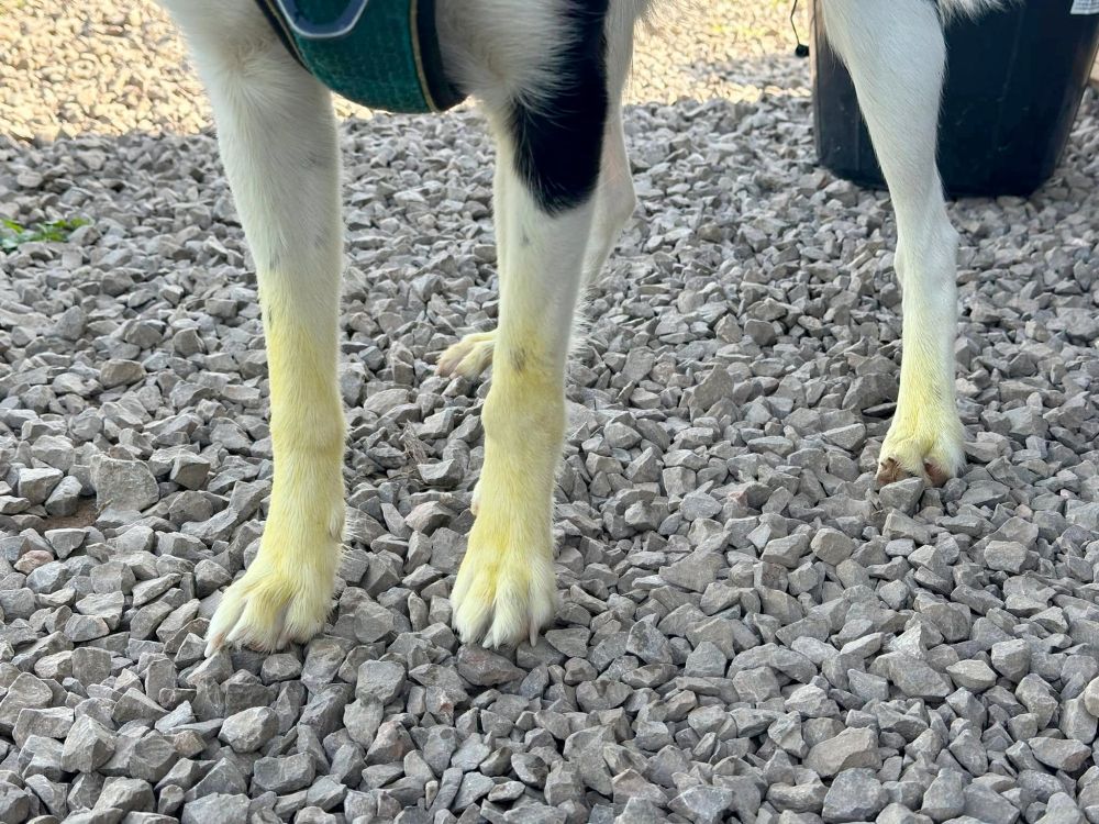 a dog's legs. she has white fur but they are completely stained yellow from pollen.