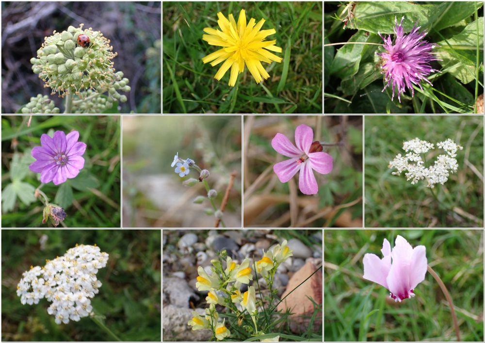 10 wildflowers in bloom