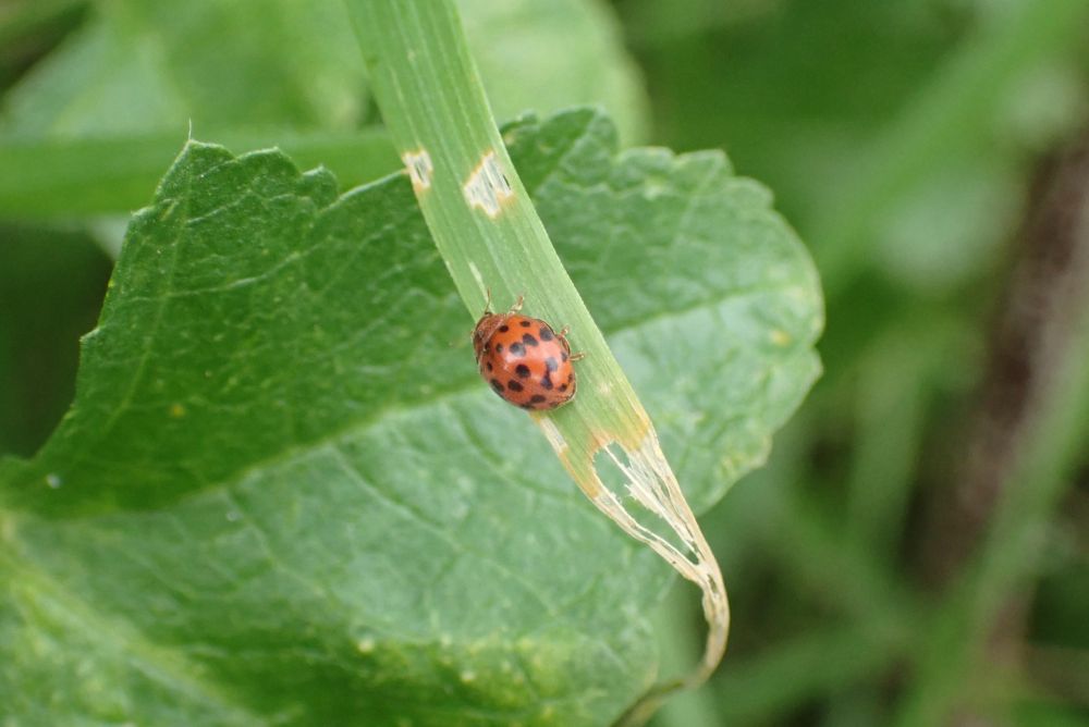 Orange and black spotted ladybird on some grass 