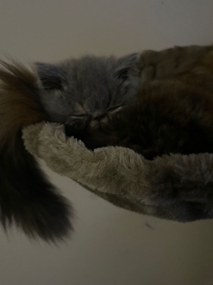 Close up of my Russian Blue kitten who moved after the first photo to show her tiny little face. She is squinting her little eyes at me wishing to be left alone to sleep again. 