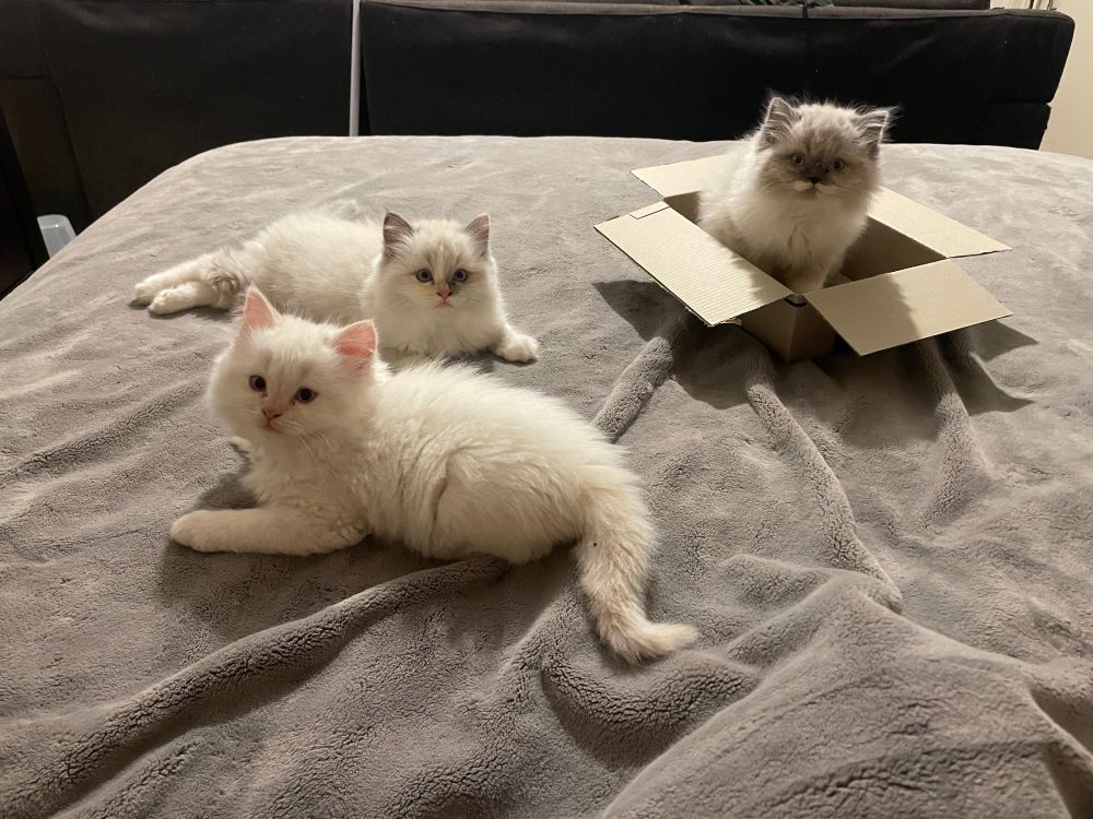 3 Persian kittens playing on my bed on top of a grey blanket. One is all white except for a pale ginger on her tail.
Another has a mix of pale  ginger & grey on his face. The third is sitting in a cardboard box, he is an ombré shade of grey, with a white chest & feet. All 3 have doll-faces & are all long haired. They are absolutely the perfect picture of all their 7 week old adorable-ness.