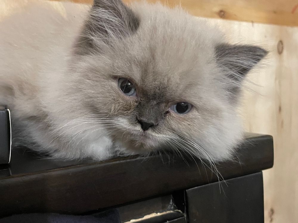 Close up of the ombré kitten’s face. Dark Grey nose that fades into the palest of grey shades (looks white in the photo). His bright blue eyes are looking towards the camera but not at it.