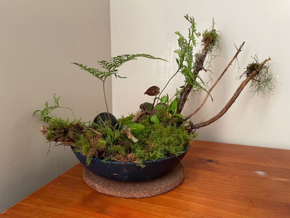 Blue bowl planter with a small branch mounted with an Orchid, Philodendron, Hoya, Bromeliad pup, Dischidia, Rabbits Foot Ferns, Tillandsia (Spanish Moss), Tree Moss (Club Moss) & lichen. All ready to grow up & continue looking pretty on my coffee table 😍