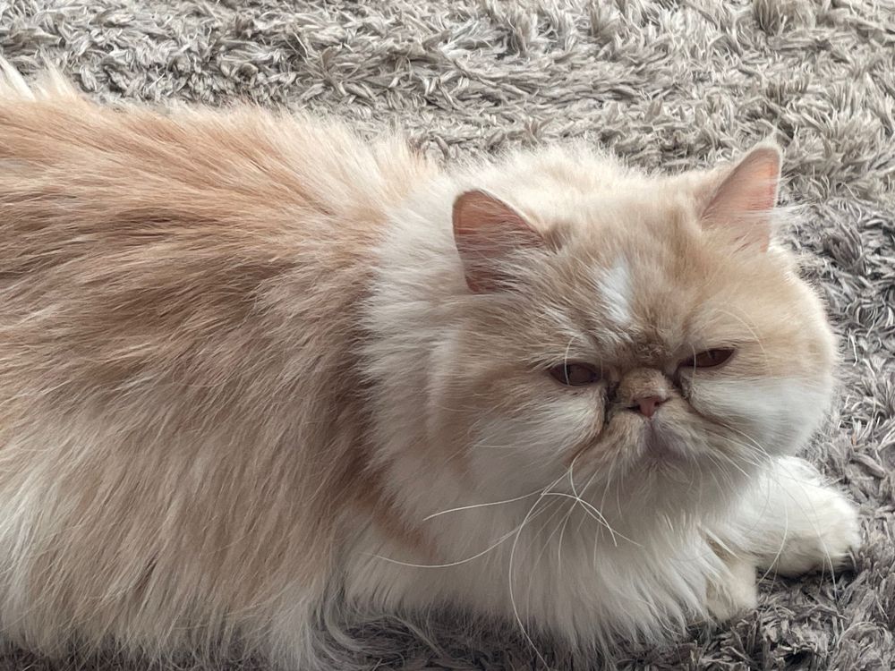 Flat face, long hair, Persian cat laying on a light grey rug. She is light orange & white coloured with beautiful bright golden amber eyes. Eyes she is using to glare at the camera… in the way only a pregnant woman can glare 😂