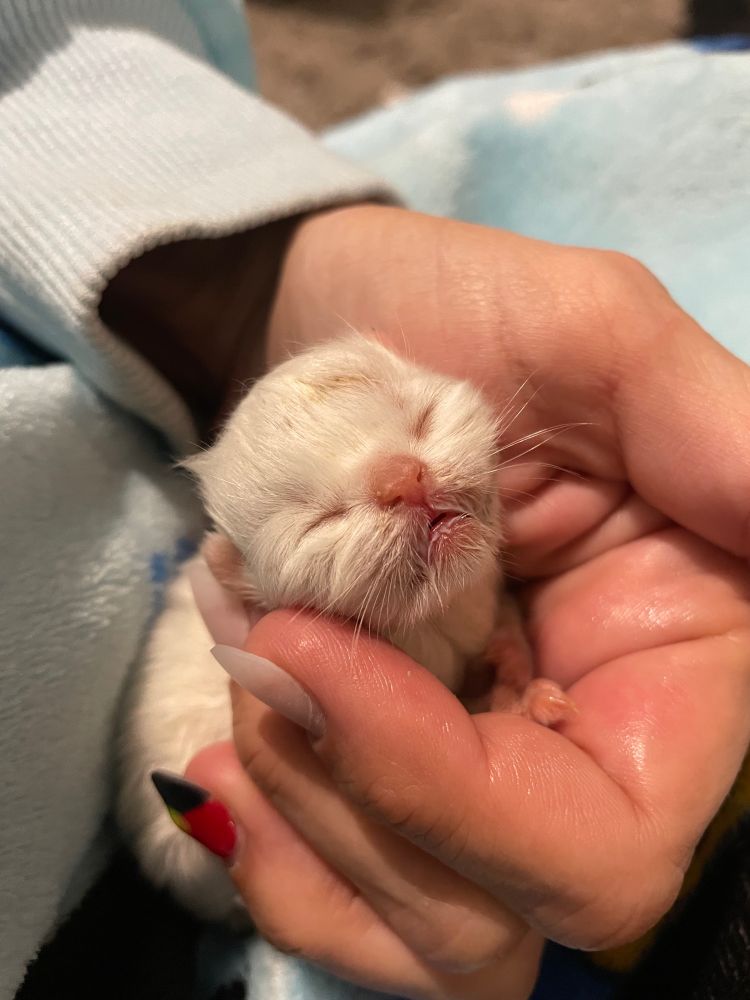 Persian kitten, five days old, asleep in my hand after a huge bottle feed. This teeny tiny baby is mostly white with a tiny ginger patch on their forehead, they have other ginger patches but their Dad didn’t get a look in on colours!
Being a ‘cat Mum’ is tiring work… tag teaming with ‘cat Dad’ so I can go to sleep now lol 