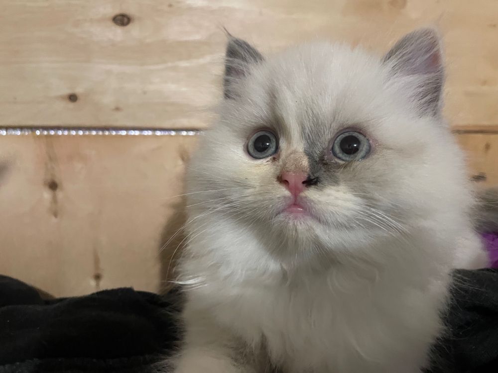 Close up of the other male with the pale ginger & grey face. His nose is ginger & bleeds across the left side of his face along his lip & under his eye. The grey shade cuts the right side of his nose & deepens just below his right eye.
A wooden background can be seen & he’s standing on my pillow. 
His bright blue eyes are looking upwards & to the left, as I rustled a packet of lollies to get his attention for the photo lol