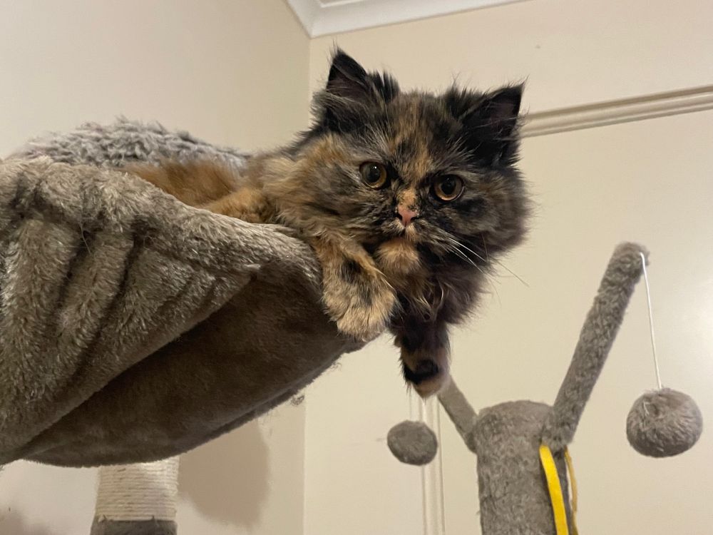 Doll-face Persian kitten sitting in a basket on a grey cat tower, an ivory wall in the background & a yellow strap holding a PomPom toy is hanging from the tower. Her amber eyes are looking at the camera & she has an extra long hair brindle coat, with all the shades of brown possible! She’s the fluffiest cat I’ve ever known (can even see her little moustache in this photo) & she needs multiple brushes a day to maintain her princess appearance lol