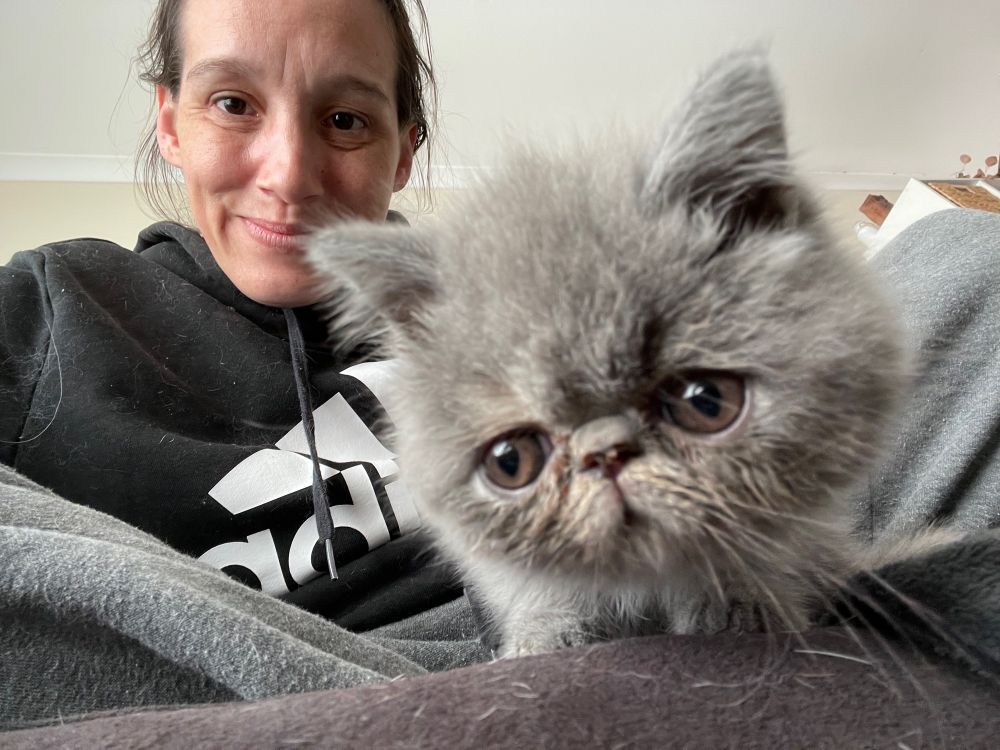 “The offender” causing the grumpiest face I ever did see… pictured is my short haired, flat face Russian Blue kitten who is only 9 weeks old. She is looking down into the camera from the couch & I’m leaning over her right shoulder with a stupid grin on my face bc of how adorable hers is 🤣