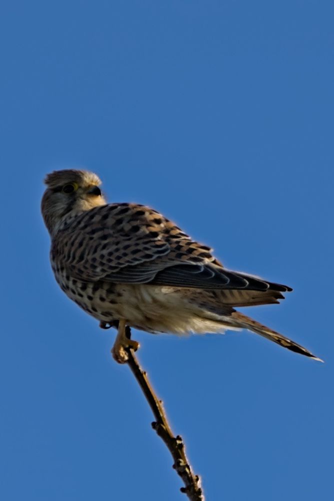 A common kestrel relaxing on the top branch of a tree.
