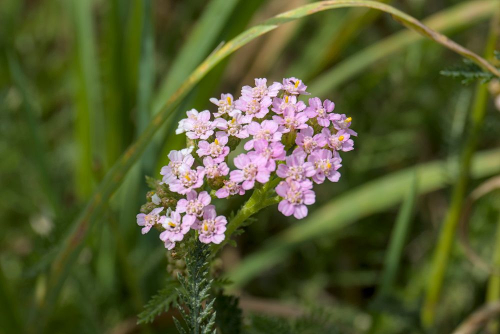 Wild carrot flower with a slight white to pink gradient 