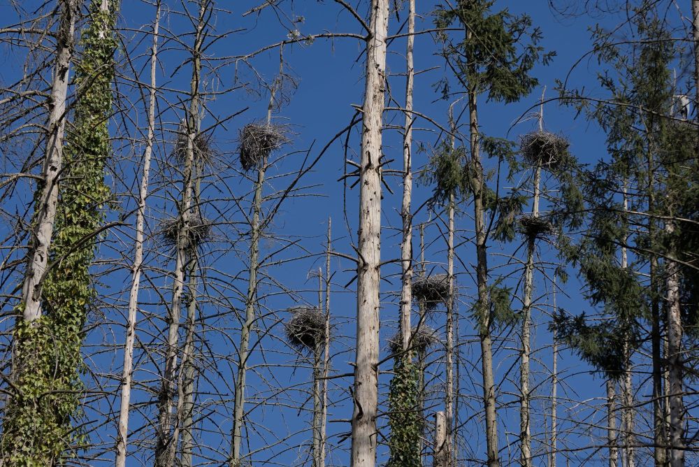 Great heron nesting ground
