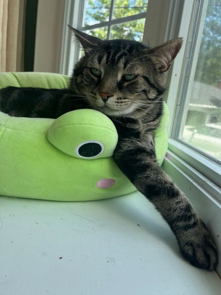 Fishtopher, a classic brown tabby cat with green eyes in a green cat bed. He extends one front leg outward casually. He looks out to the left of the camera with a relaxed expression.
