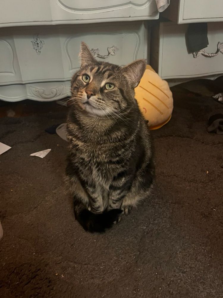 Fishtopher, a classic brown tabby cat, politely sitting on a carpet. He wraps his tail around his feet, and looks up at the camera with gentle green eyes. 