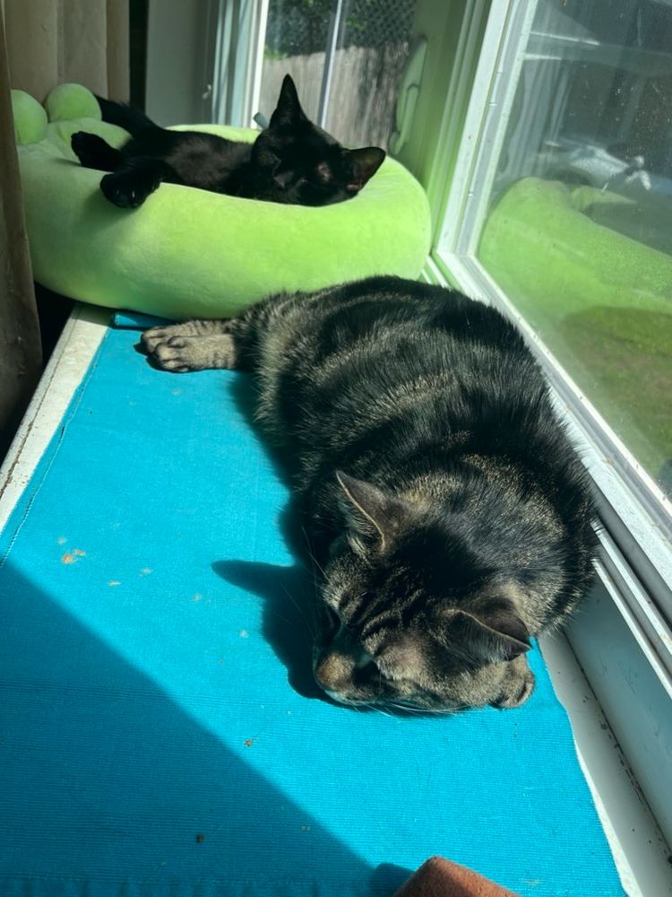 Fishtopher, a classic brown tabby cat, laying asleep in a sunny window. Stormy, a black cat, sleeps in a green cat bed behind him.