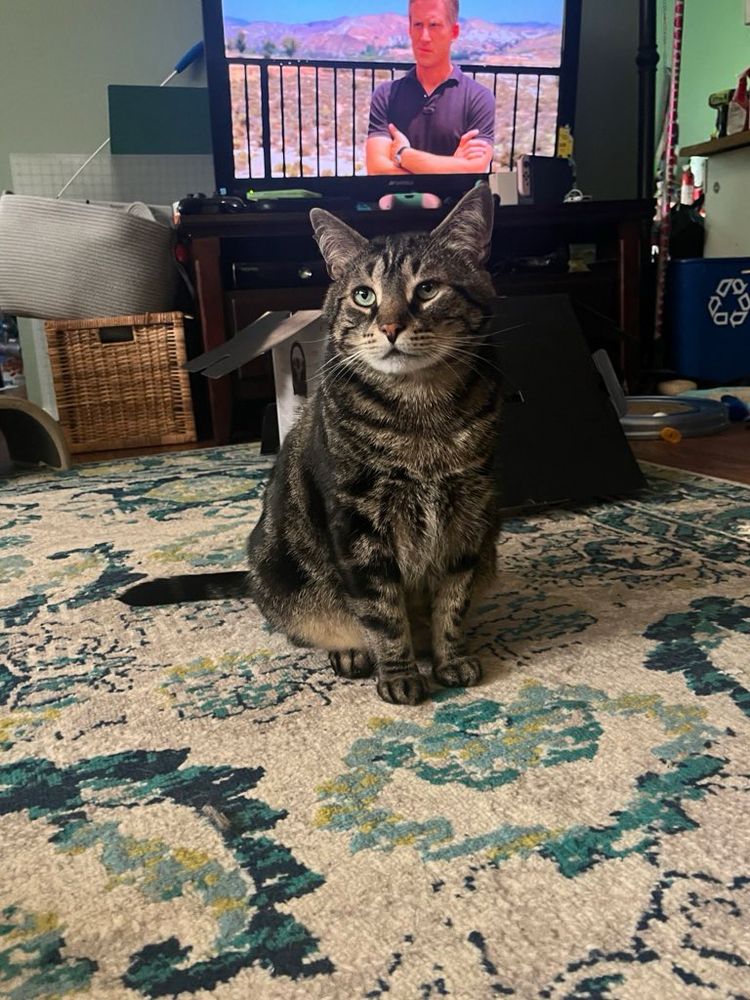 Fishtopher, a classic brown tabby cat with green eyes, sits and faces the camera. His feet are placed closely together, and he has a very relaxed and comfortable body expression.