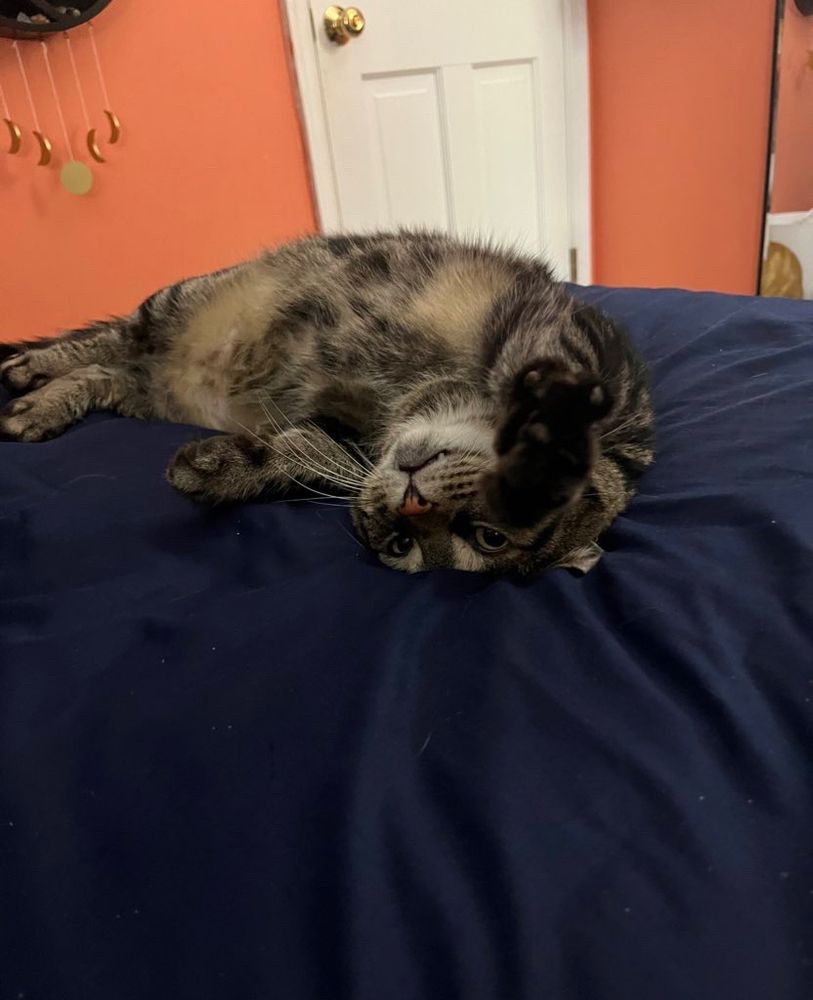 Fishtopher in the same position as the last photo, but he has now extended a front paw towards the camera. His eyes are slightly more closed, and his canine teeth are visible from behind his round cheeks.