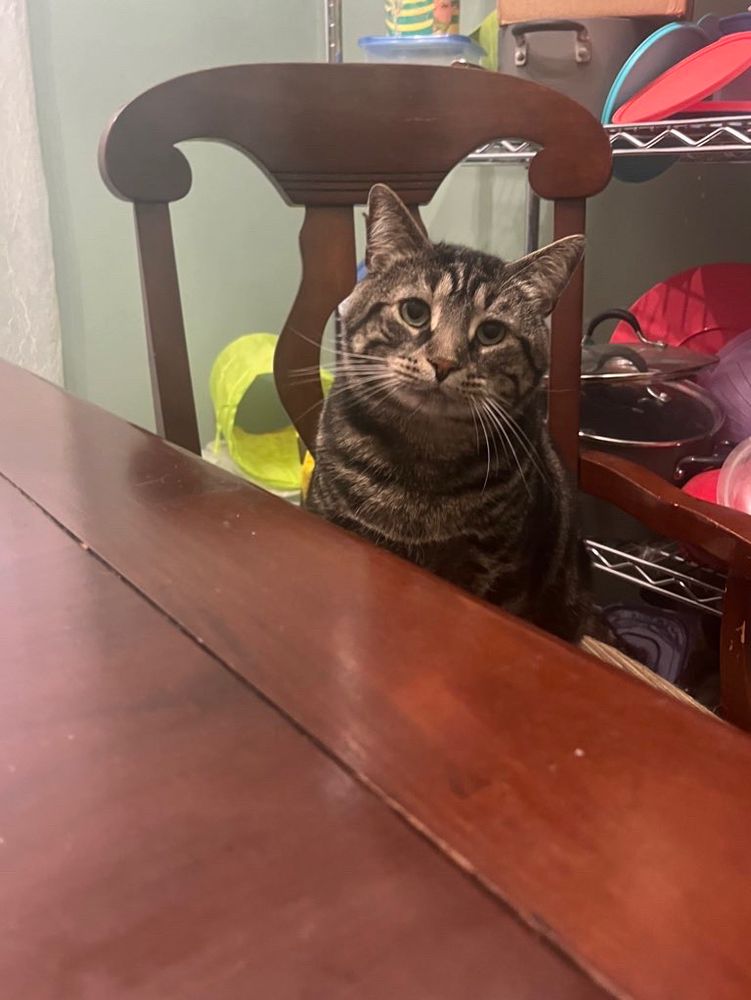 Fishtopher, a classic brown tabby cat with green eyes, sitting at a wood dining table. He looks at the camera with a warm expression. His head is slightly tilted, causing his left cheek whiskers to point downwards.