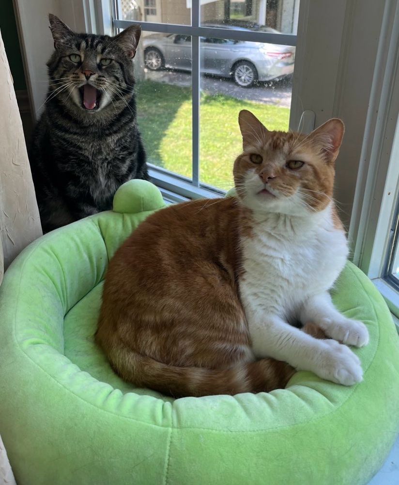 Two cats in a bay window. Fishtopher, a classic brown tabby cat, sits in the back and has his mouth open in a yawn. His eyes are green and his pupils are small from the light. Mr Lover, an orange and white tabby cat, lays in a green frog bed and looks at the camera.