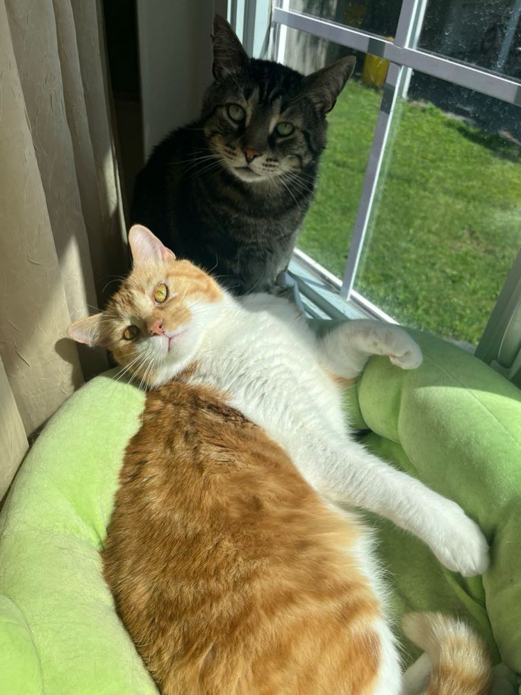 Two cats, Fishtopher and Mr Lover, in a sunny bay window. Fishtopher, a classic brown tabby cat with green eyes, sits and looks up at the camera. Mr Lover, an orange and white tabby cat with amber eyes, lays in a green cat bed in front of Fish. Lover looks over his shoulder at the camera, the sunlight illuminating one eye. He has one front paw curled in the air, and the other lays straight out.