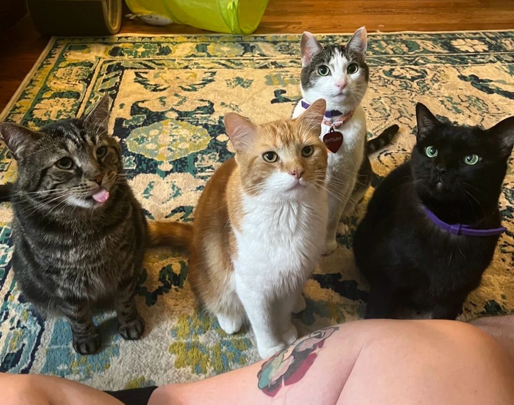 Four cats, sitting in a row and all looking at the camera. From left to right: Fishtopher, Mr Lover, Matilda, and Stormy. Fishtopher is a brown tabby cat with green eyes and is sticking his tongue out. Mr Lover is an orange and white tabby cat, Matilda is a white and brown tabby, and Stormy is a black cat with green eyes.